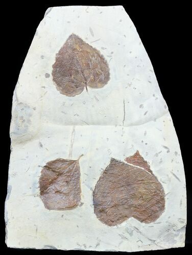 Three Fossil Leaves (Zizyphoides & Dicotylophyllum) #55143
